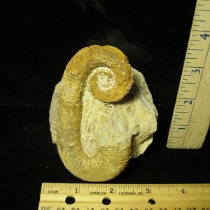 Heteromorph Ammonite  (053221c)