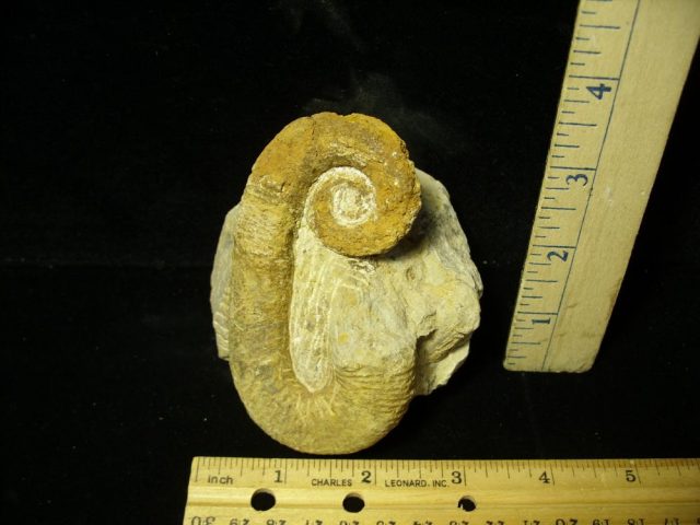 Heteromorph Ammonite  (053221c)