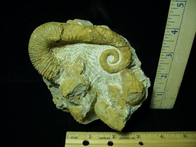 Heteromorph Ammonite  (053221d)