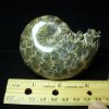 Whole Polished Ammonite (050221n) - Image 2