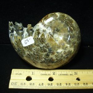 Whole Polished Ammonite (050221p)