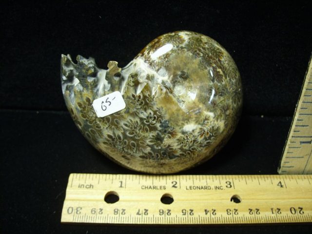 Whole Polished Ammonite (050221p)