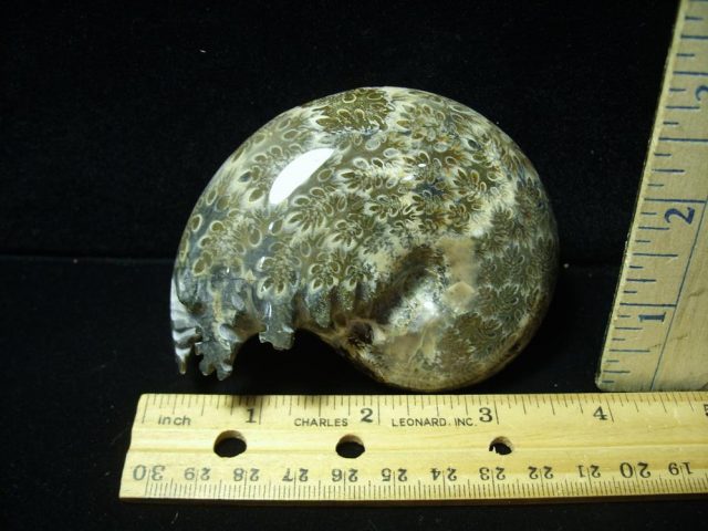 Whole Polished Ammonite (050221p) - Image 2