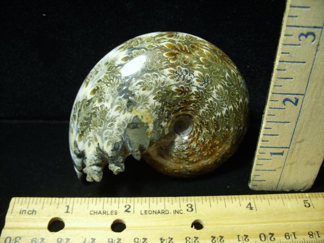 Whole Polished Ammonite (050221r) - Image 2