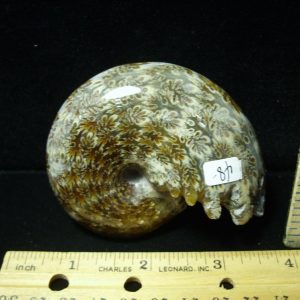 Whole Polished Ammonite (050221x)