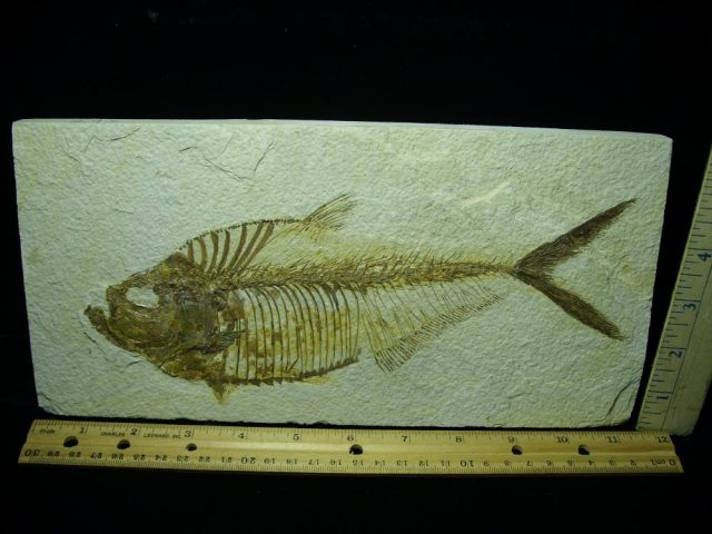 Diplomystus Fossil Fish Plate (050421b)