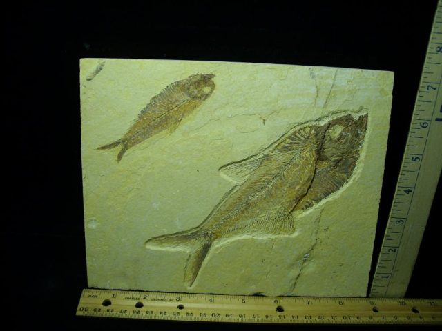 Diplomystus Fossil Fish Plate (050421d)