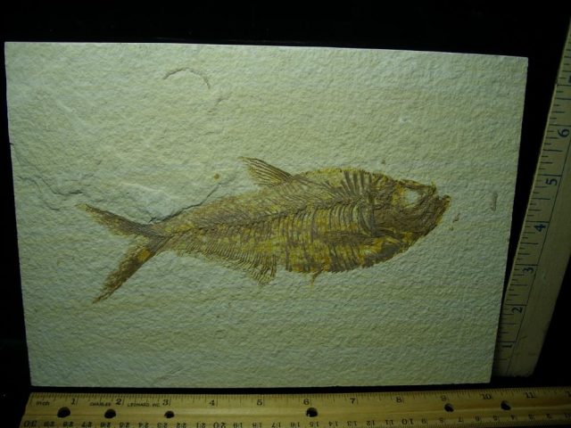 Diplomystus Fossil Fish Plate (050421f)