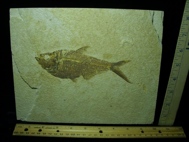 Diplomystus Fossil Fish Plate (050421g)