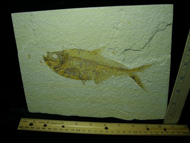 Diplomystus Fossil Fish  (050421h)