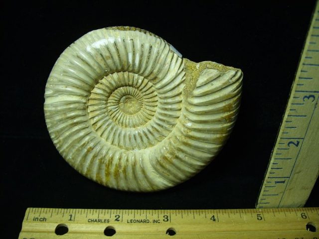 Large Natural/Polished Ammonite (050421j)