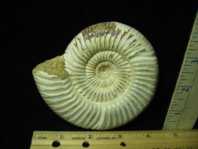Large Natural/Polished Ammonite (050421j) - Image 2
