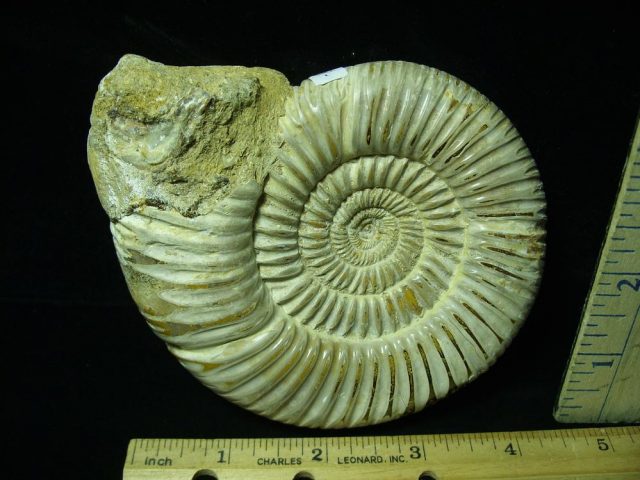 Large Natural/Polished Ammonite (050421n)