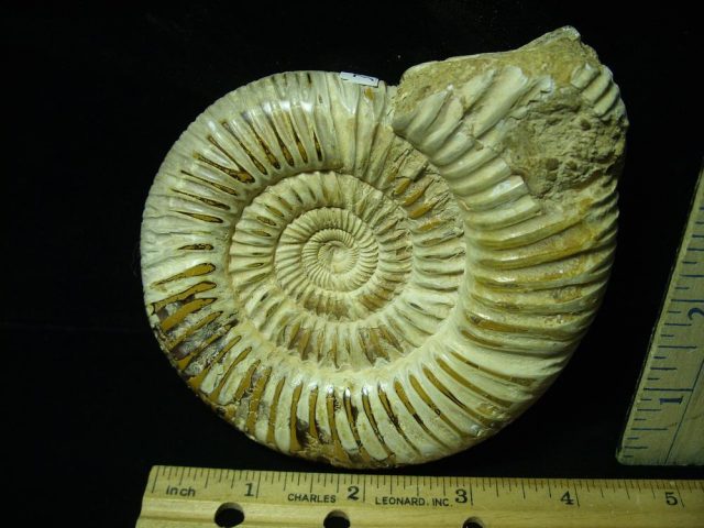 Large Natural/Polished Ammonite (050421n) - Image 2