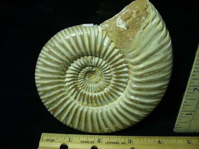 Large Natural/Polished Ammonite (050421p)