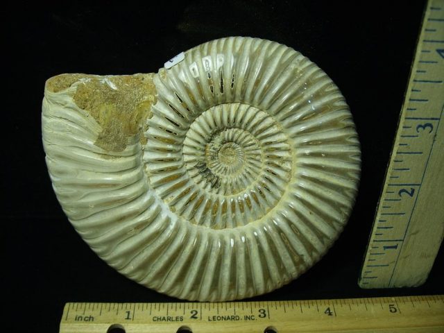 Large Natural/Polished Ammonite (050421p) - Image 2