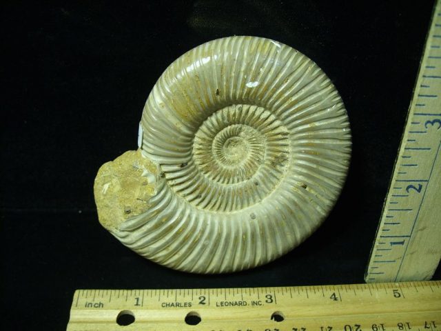 Large Natural/Polished Ammonite (050421r) - Image 2