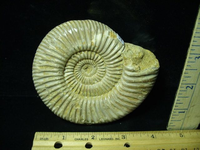 Large Natural/Polished Ammonite (050421s)