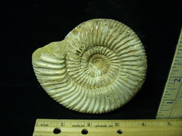 Large Natural/Polished Ammonite (050421s) - Image 2