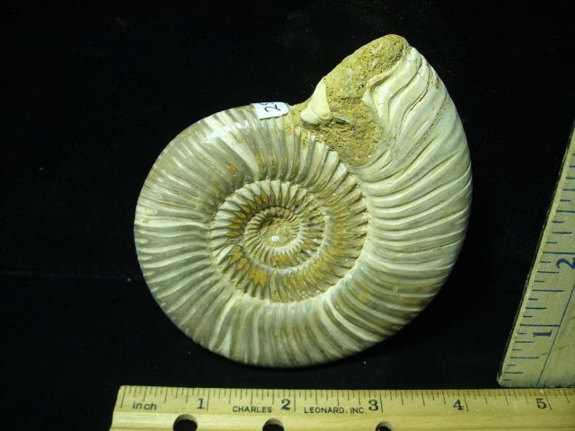 Large Natural/Polished Ammonite (050421v)......ON HOLD for Jim S .. 07/14/21