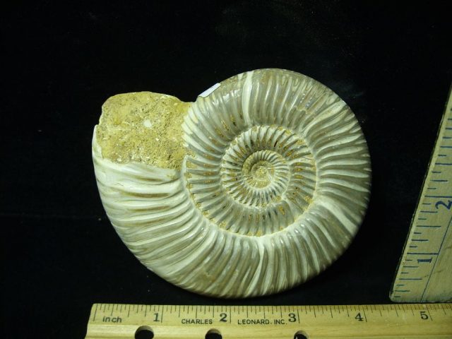 Large Natural/Polished Ammonite (050421v)......ON HOLD for Jim S .. 07/14/21 - Image 2