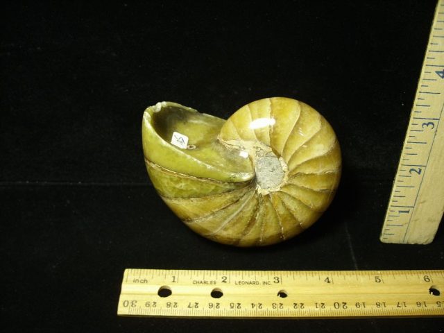 Whole Polished  Fossilized Nautilus (050521b)