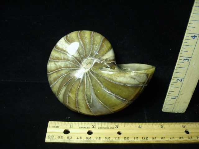 Whole Polished  Fossilized Nautilus (050521f)