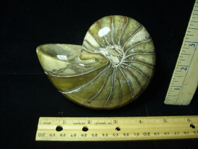 Whole Polished  Fossilized Nautilus (050521f) - Image 2