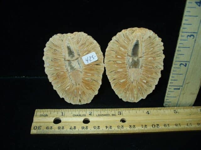 Sliced Araucaria Cone (025524a)