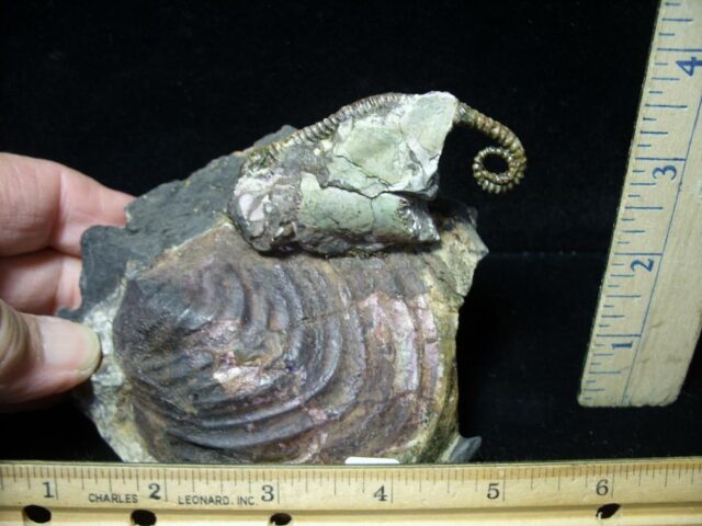 Heteromorph Ammonite  (104121b)....SOLD