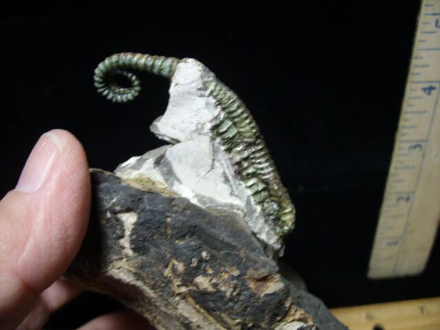 Heteromorph Ammonite  (104121b)....SOLD - Image 2