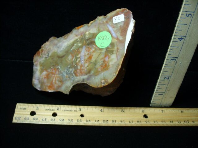 Dinosaur Coprolite  (Poop) (041821c) - Image 2