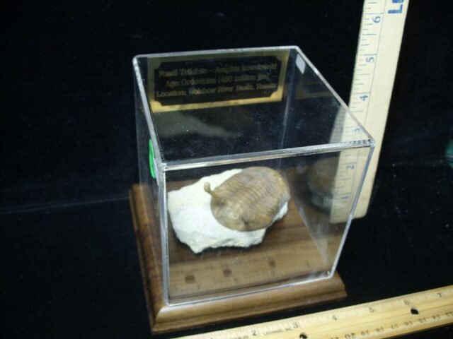 Fossilized Trilobite – Arthropod (044821n) - Image 3