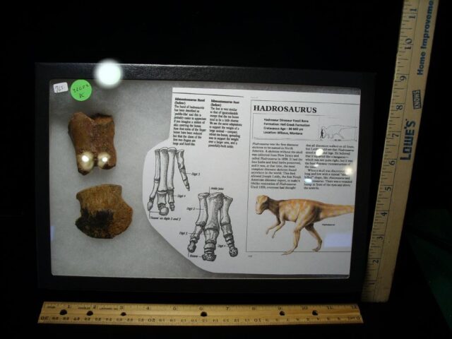 Hadrosaur Dinosaur Toe Bone (Ungal) (032622k)**** “SPECIAL – BELOW DEALER COST ” *$365.00