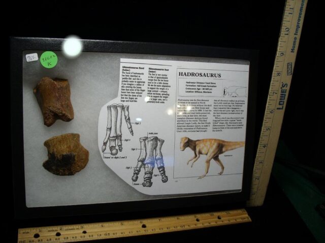 Hadrosaur Dinosaur Toe Bone (Ungal) (032622k)**** “SPECIAL – BELOW DEALER COST ” *$365.00 - Image 2