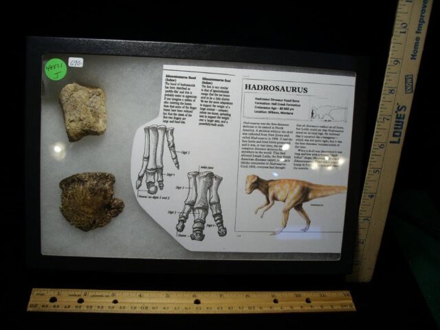 Hadrosaur Dinosaur Hand Hoof (044821jx)