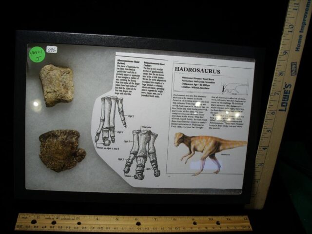Hadrosaur Dinosaur Hand Hoof (044821jx) - Image 2