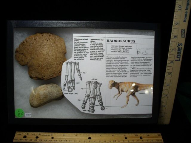 Hadrosaur Dinosaur Toe Bone (Ungal) (032622g)* “SPECIAL – BELOW DEALER COST ” *