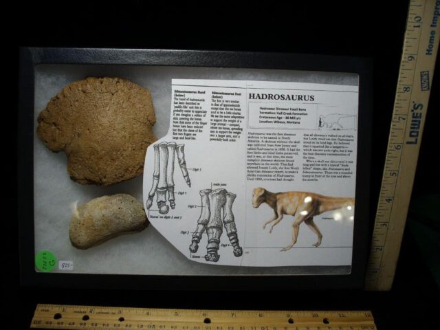 Hadrosaur Dinosaur Toe Bone (Ungal) (032622g)* “SPECIAL – BELOW DEALER COST ” * - Image 2