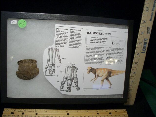 Hadrosaur Dinosaur Toe Bone (Ungal) (032622j)**** “SPECIAL – BELOW DEALER COST ” *$250.00