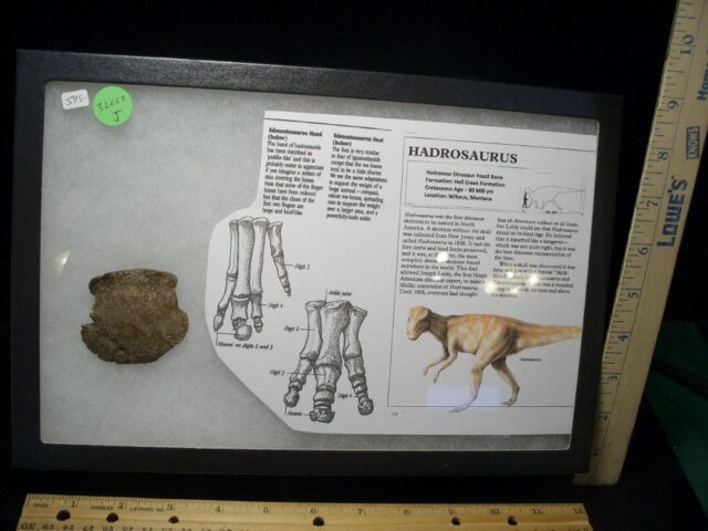 Hadrosaur Dinosaur Toe Bone (Ungal) (032622j)**** “SPECIAL – BELOW DEALER COST ” *$250.00 - Image 2