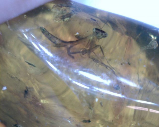 Praying Mantis in Amber (047221a)