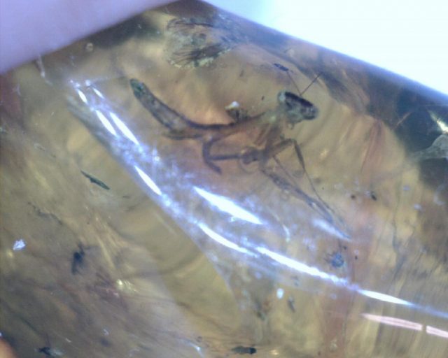 Praying Mantis in Amber (047221a) - Image 2