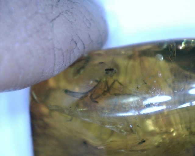Praying Mantis in Amber (047221a) - Image 3