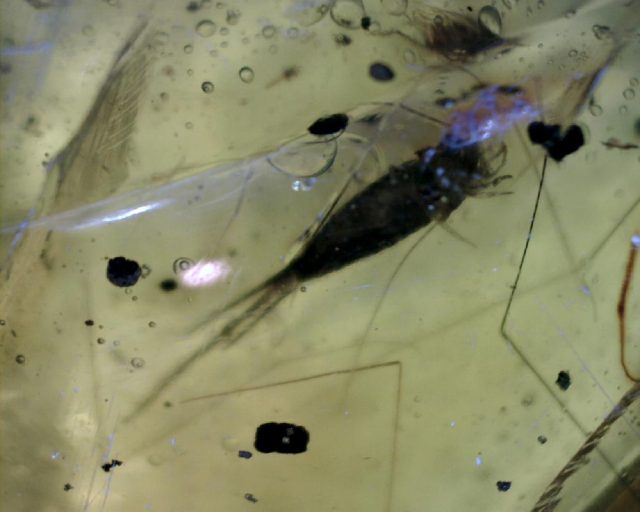 Silverfish Insect  in Amber (047221b) - Image 3