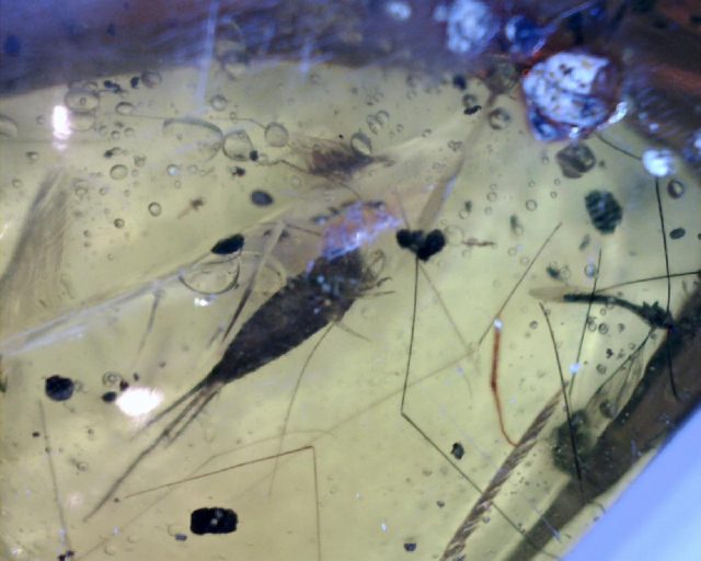Silverfish Insect  in Amber (047221b) - Image 2
