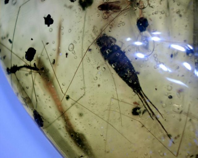 Silverfish Insect  in Amber (047221b)