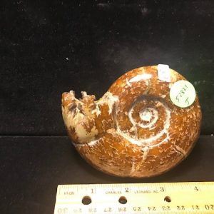 Whole Polished Ammonite (052821j)