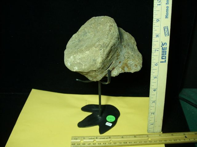 Camarasaurus (Long neck Dinosaur) Large Partial  Vertebra  (041021s)