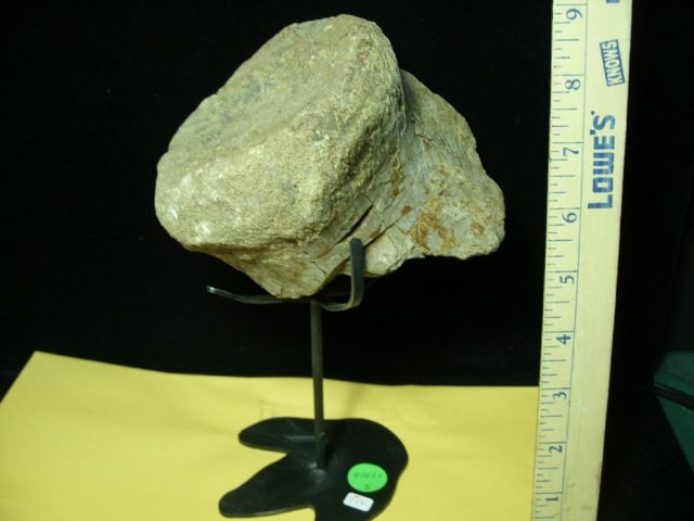 Camarasaurus (Long neck Dinosaur) Large Partial  Vertebra  (041021s) - Image 2